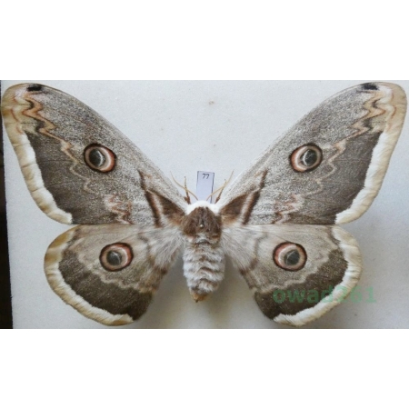 Saturnia pyri (Denis & Schiffermüller, 1775) female Pawica gruszówka Croatia 114mm77